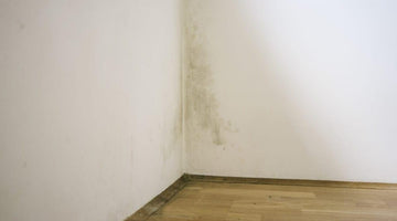 Is it Mold or Mildew? What's the Difference?