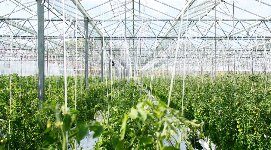 Cleaning & Disinfecting Greenhouses and Growing Facilities with Vital Oxide