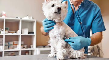 Vital Oxide: The Ideal Disinfectant for Veterinary & Animal Care Facilities