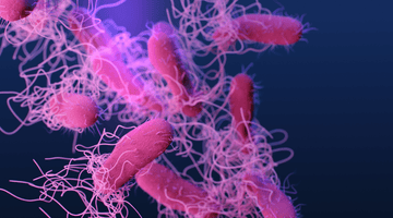 How Can Salmonella Infections Be Prevented?