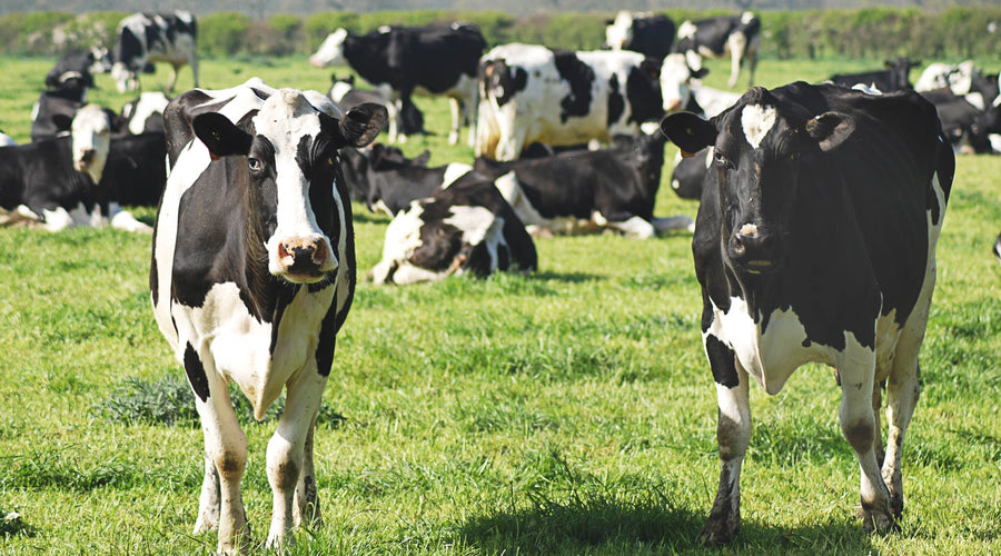 Antibiotic Resistance: How Drug Misuse in Agriculture is Hazardous to Human Health