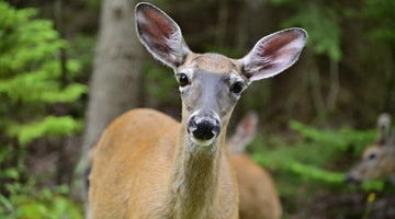 How American White-Tailed Deer Could Alter the Course of the COVID-19 Pandemic
