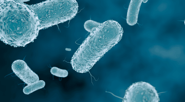 What is an E. coli Infection?