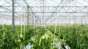 Cleaning & Disinfecting Greenhouses and Growing Facilities with Vital Oxide