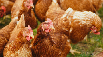 Avian Influenza Spreads In Europe and Asia