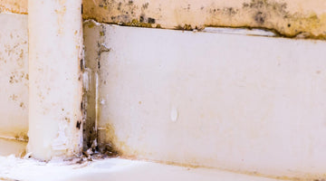 5 Common Mistakes to Avoid When Removing Mold