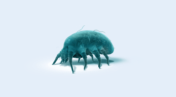 6 Easy Ways to Reduce Dust Mites In Your Home