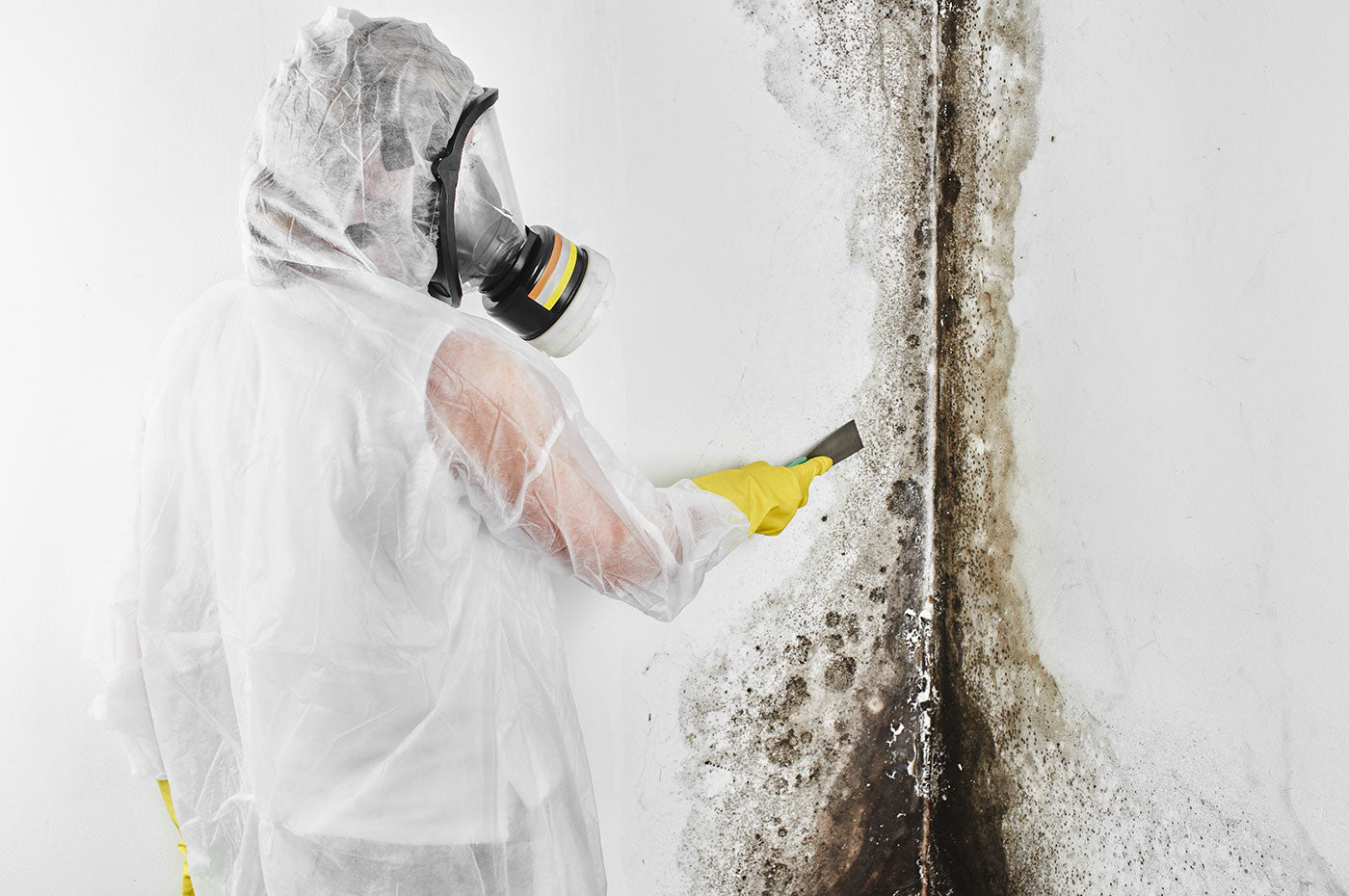 Mold Remediation